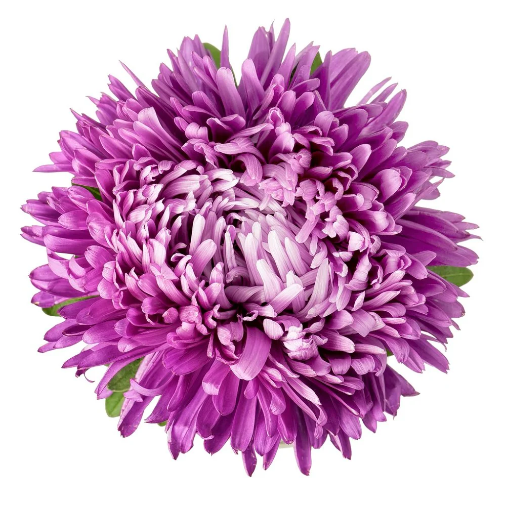 Aster Fabric Panel - Purple