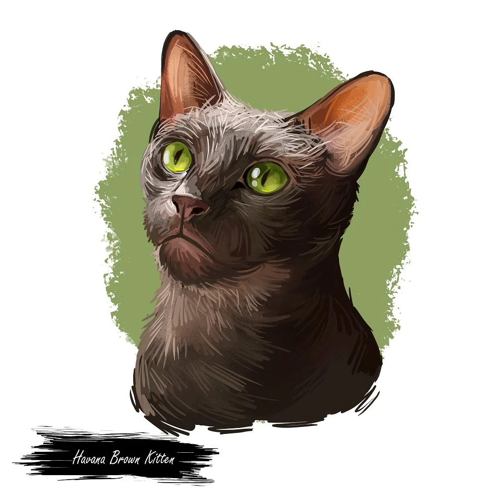 Havana Brown Kitten Portrait Fabric Panel
