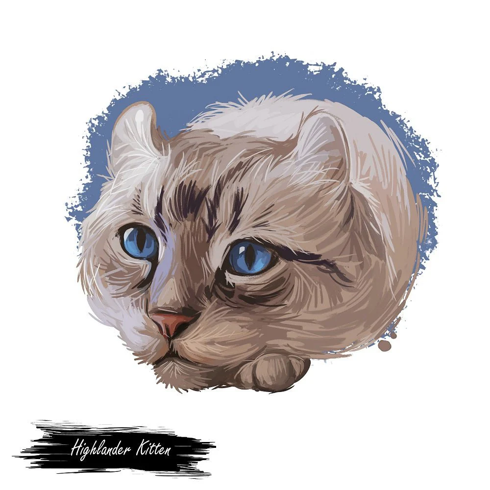Highlander Kitten Portrait Fabric Panel