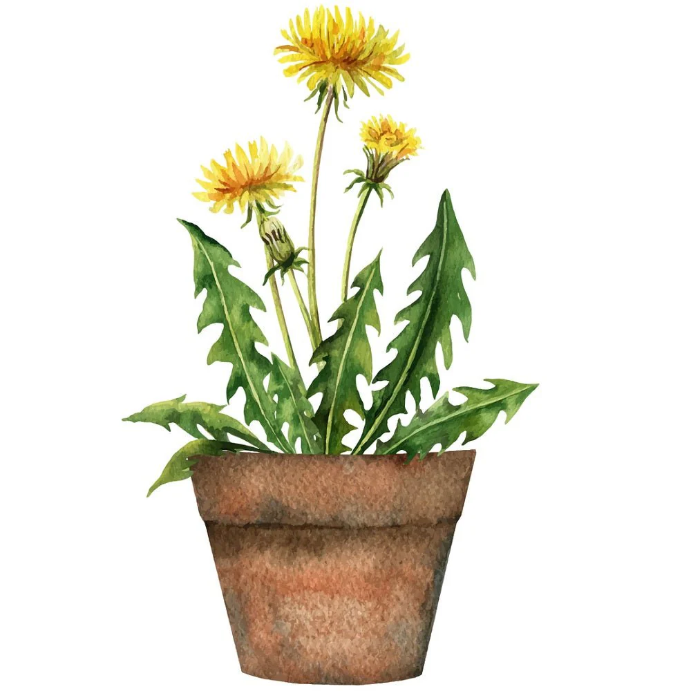 Indoor Green Plants Dandelion Fabric Panel