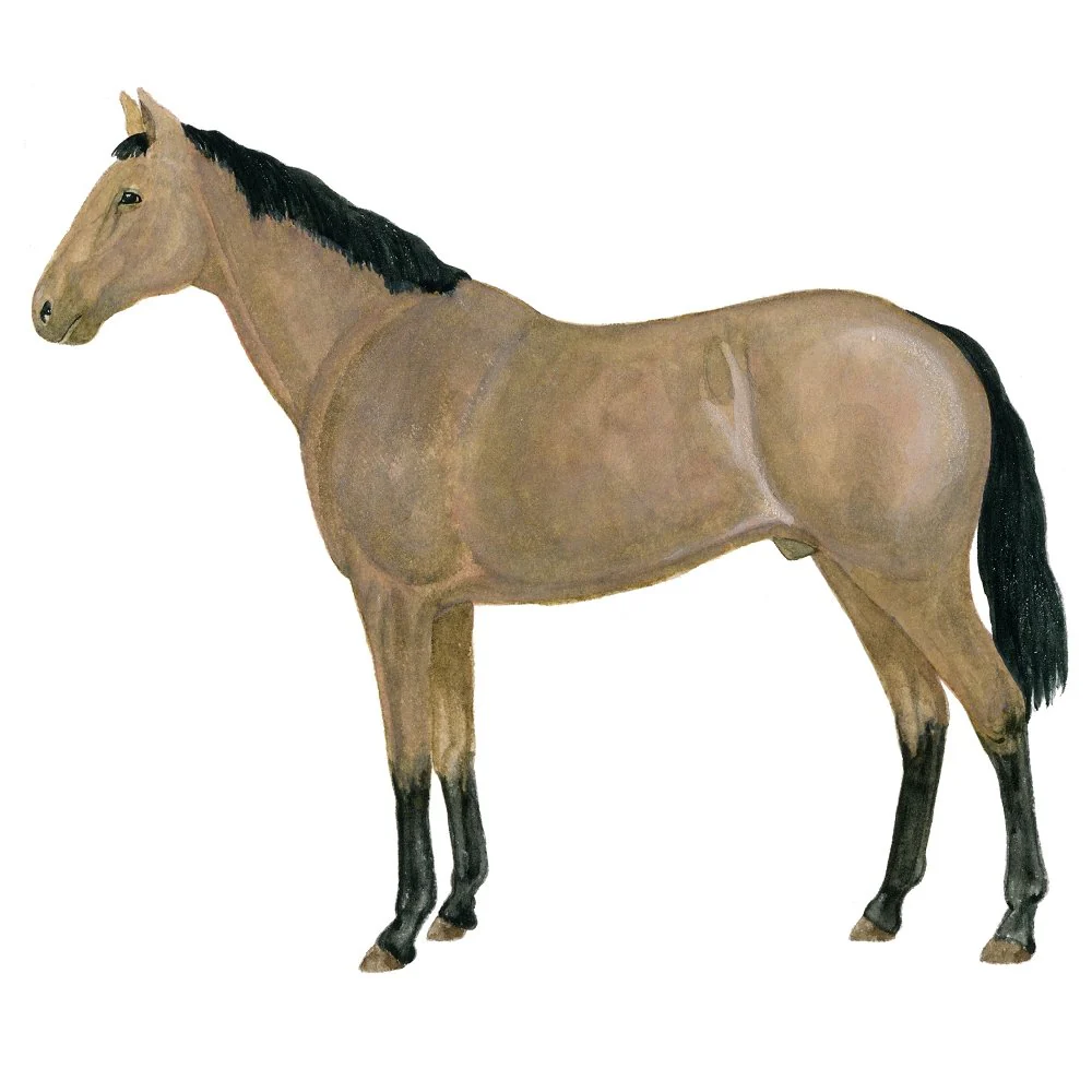 Lobero Horse Illustration Fabric Panel
