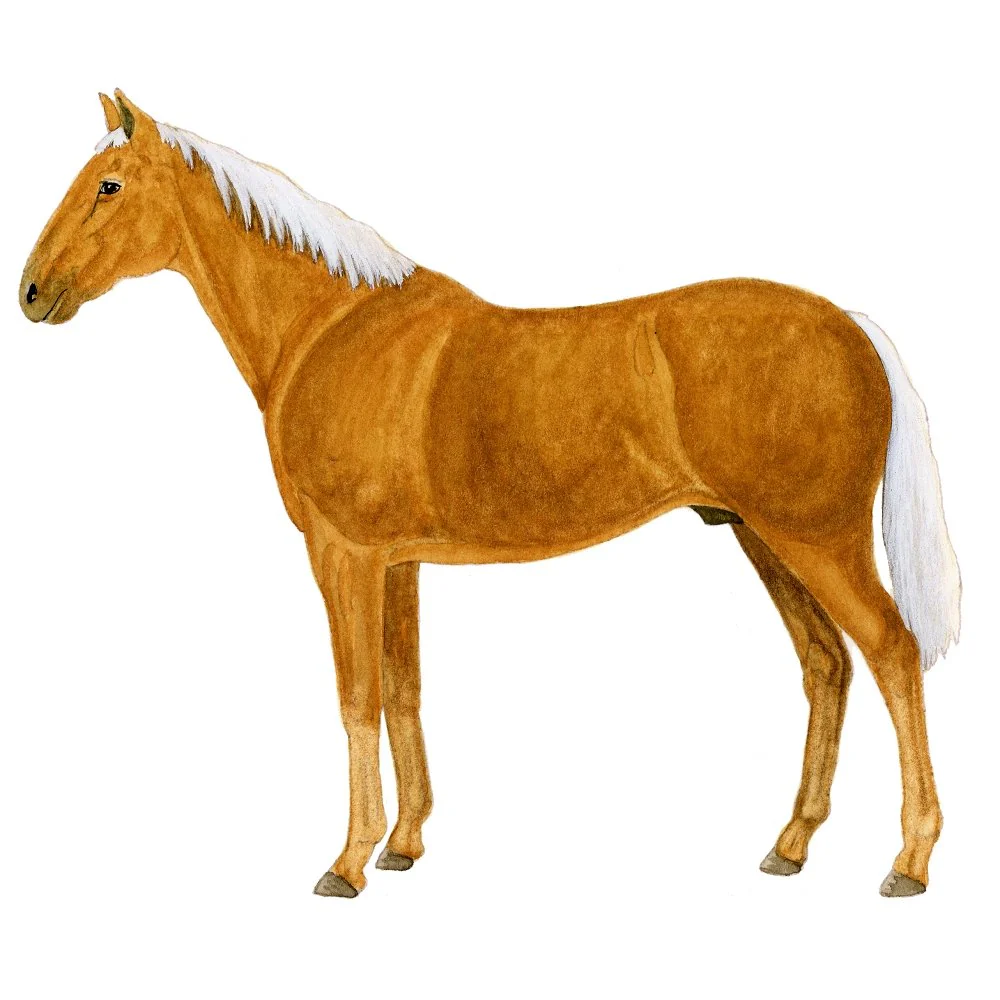 Palomino Horse Illustration Fabric Panel
