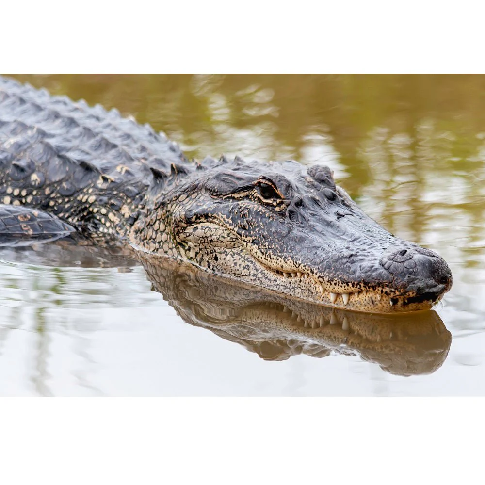 Realistic American Alligator Fabric Panel