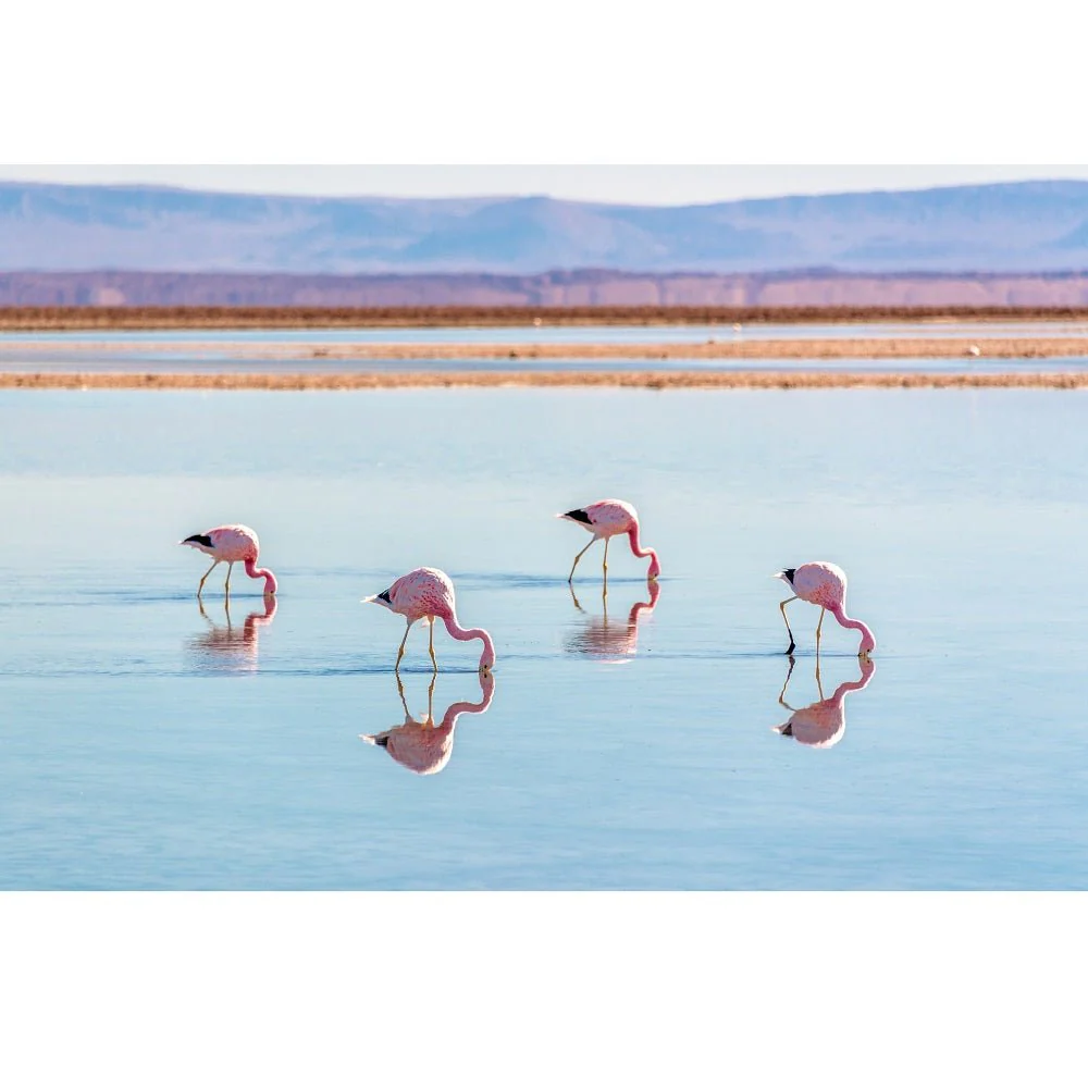 Realistic Andean Flamingos in Chile Fabric Panel