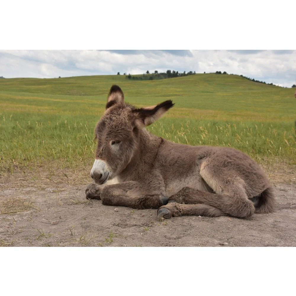 Realistic Baby Burro in Custer State Park Fabric Panel