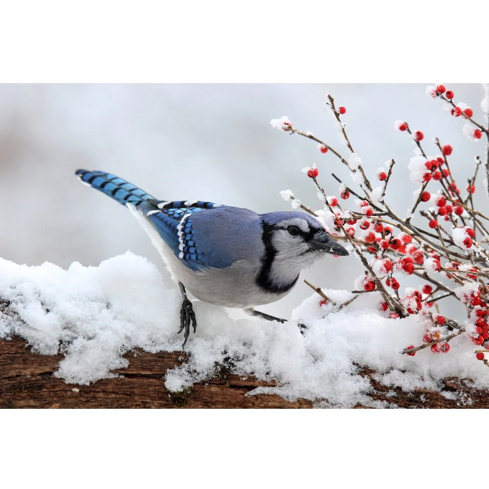 Realistic Blue Jay with Winter Berries Fabric Panel