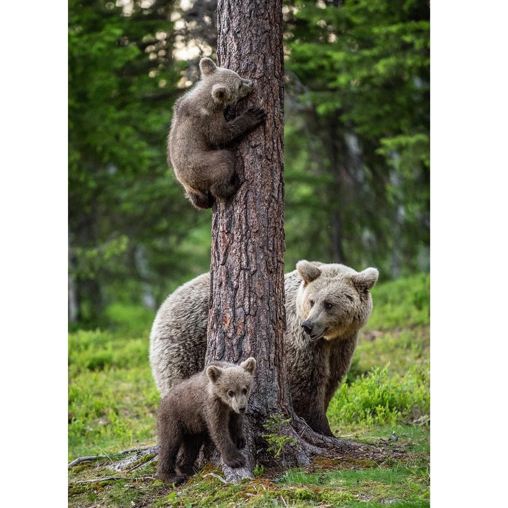 Realistic Brown Bear Cubs in Tree Fabric Panel
