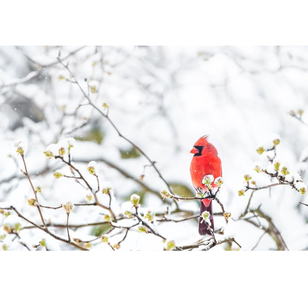 Realistic Cardinal on Snowy Sakura Branch Fabric Panel