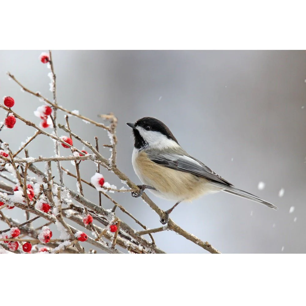 Realistic Chickadee with Winter Berries Fabric Panel