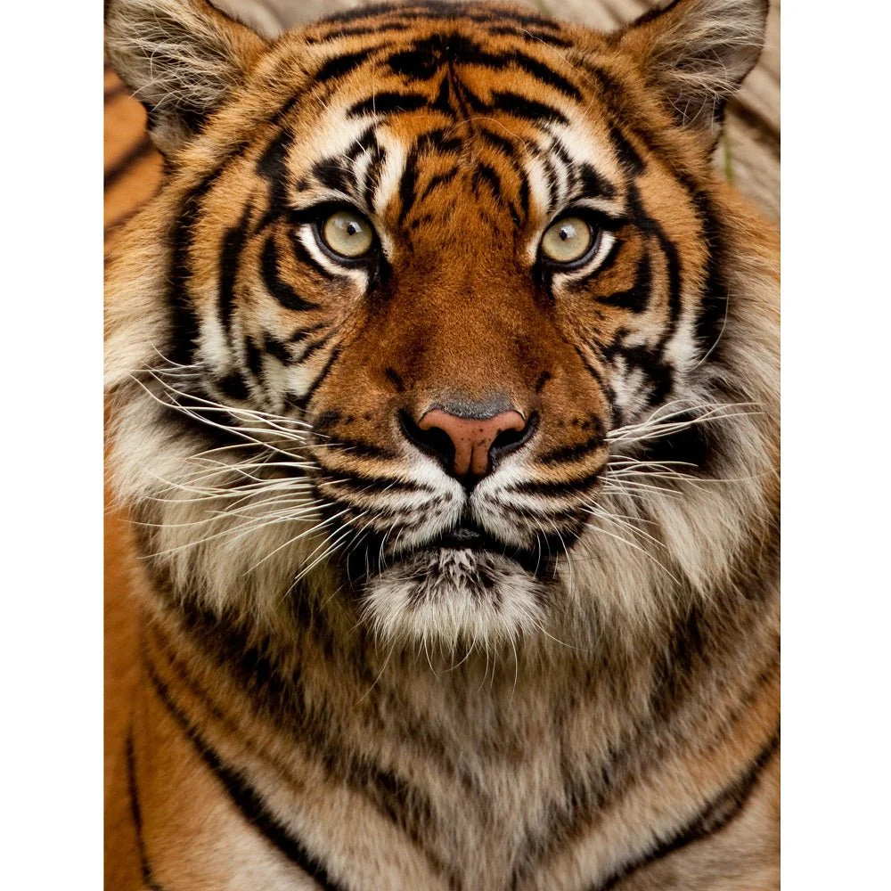 Realistic Close Up Tiger Portrait Fabric Panel