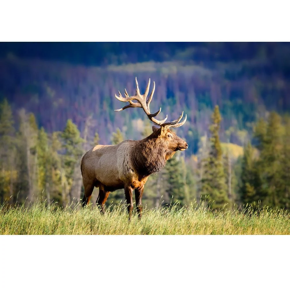 Realistic Elk in Forest Fabric Panel
