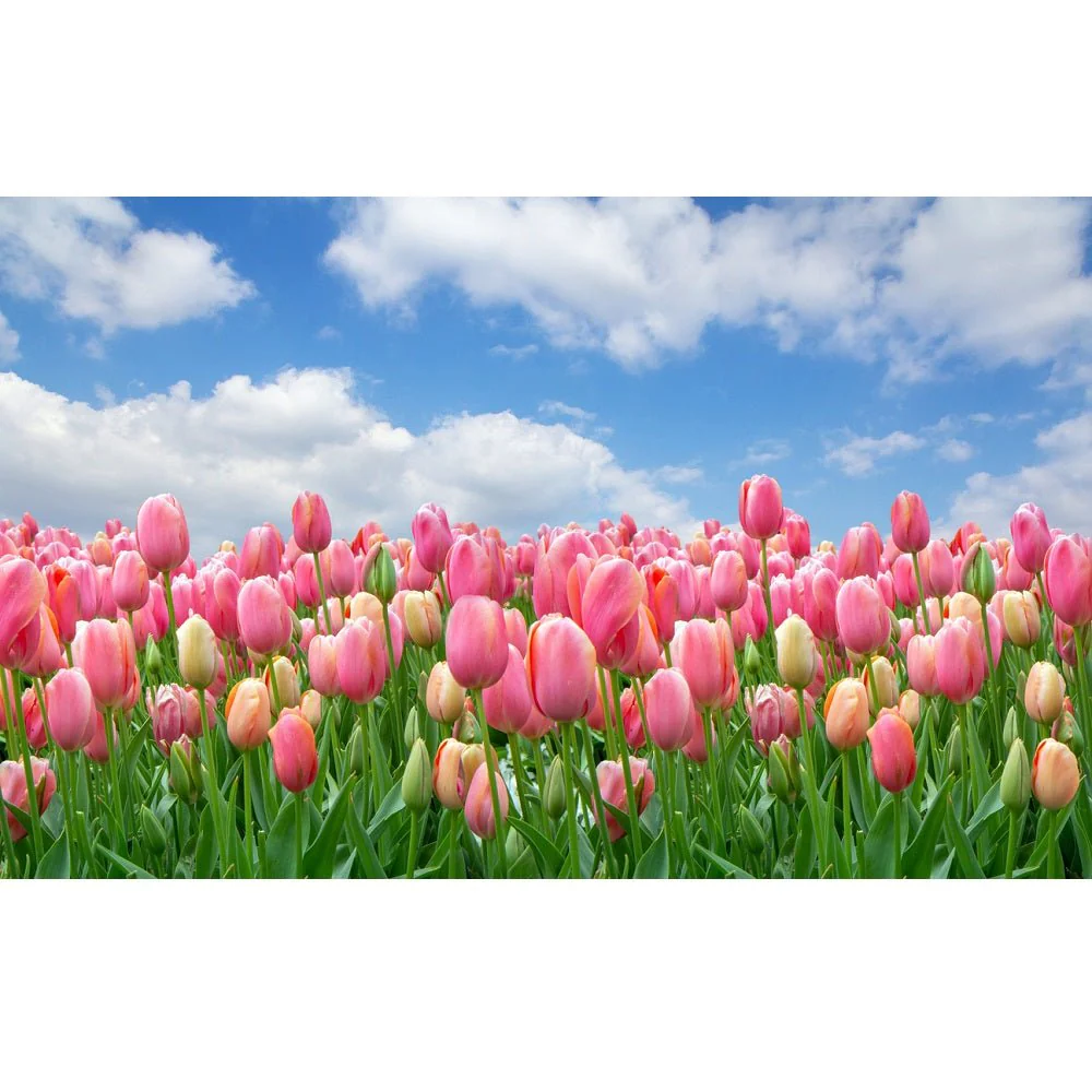 Realistic Field of Pink Tulips Fabric Panel