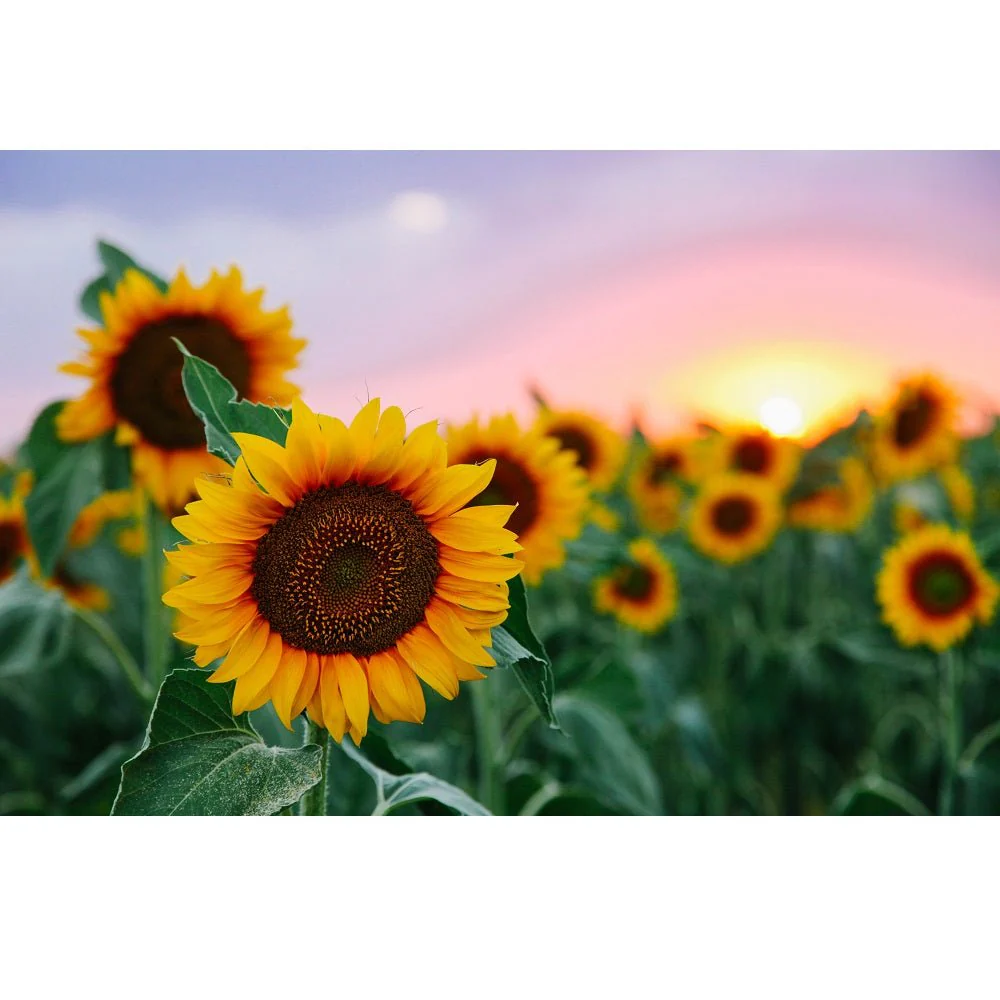 Realistic Field Of Sunflowers Fabric Panel