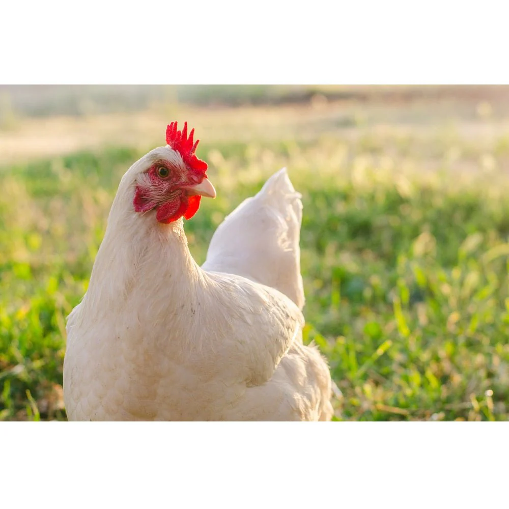 Realistic Free Range Chicken Fabric Panel