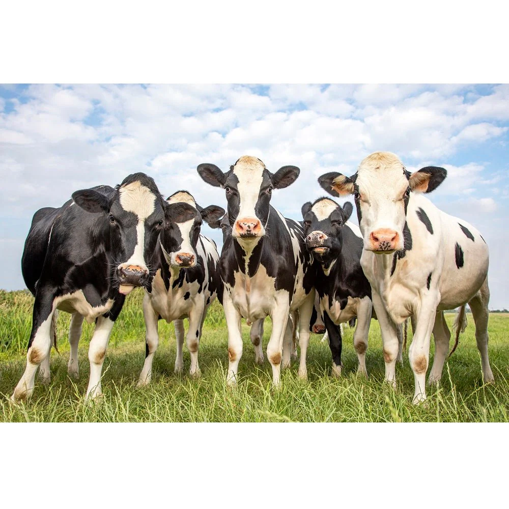 Realistic Group of Cows Fabric Panel