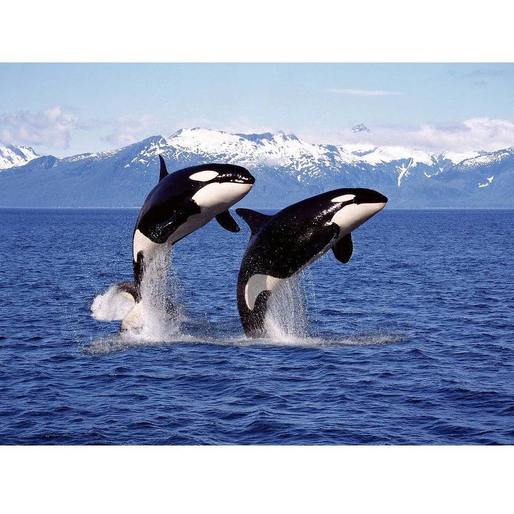 Realistic Leaping Killer Whales Fabric Panel