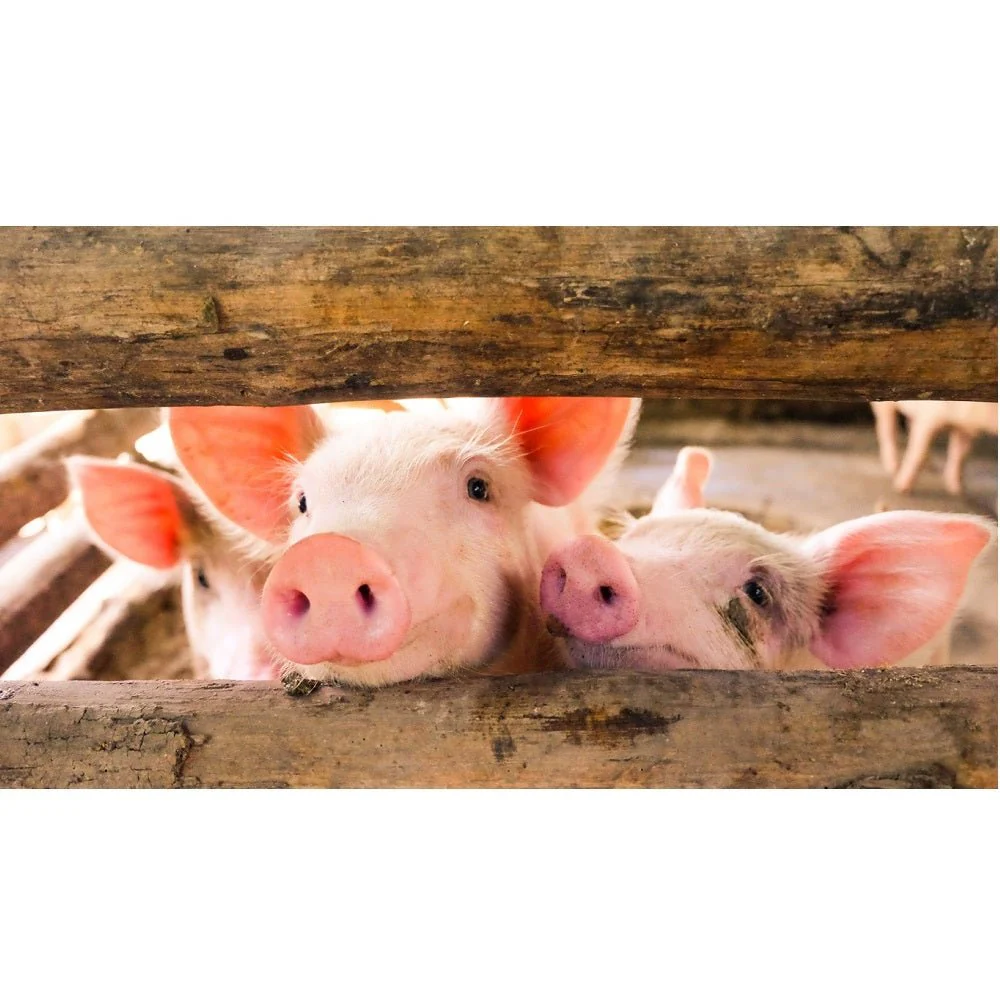 Realistic Pigs in the Play Pin Fabric Panel
