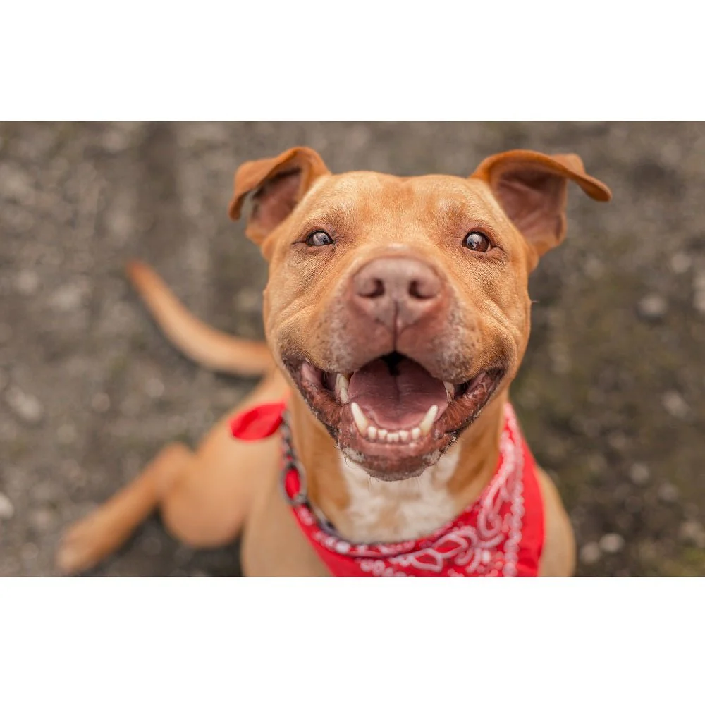 Realistic Pit Bull Terrier Mix Dog Fabric Panel