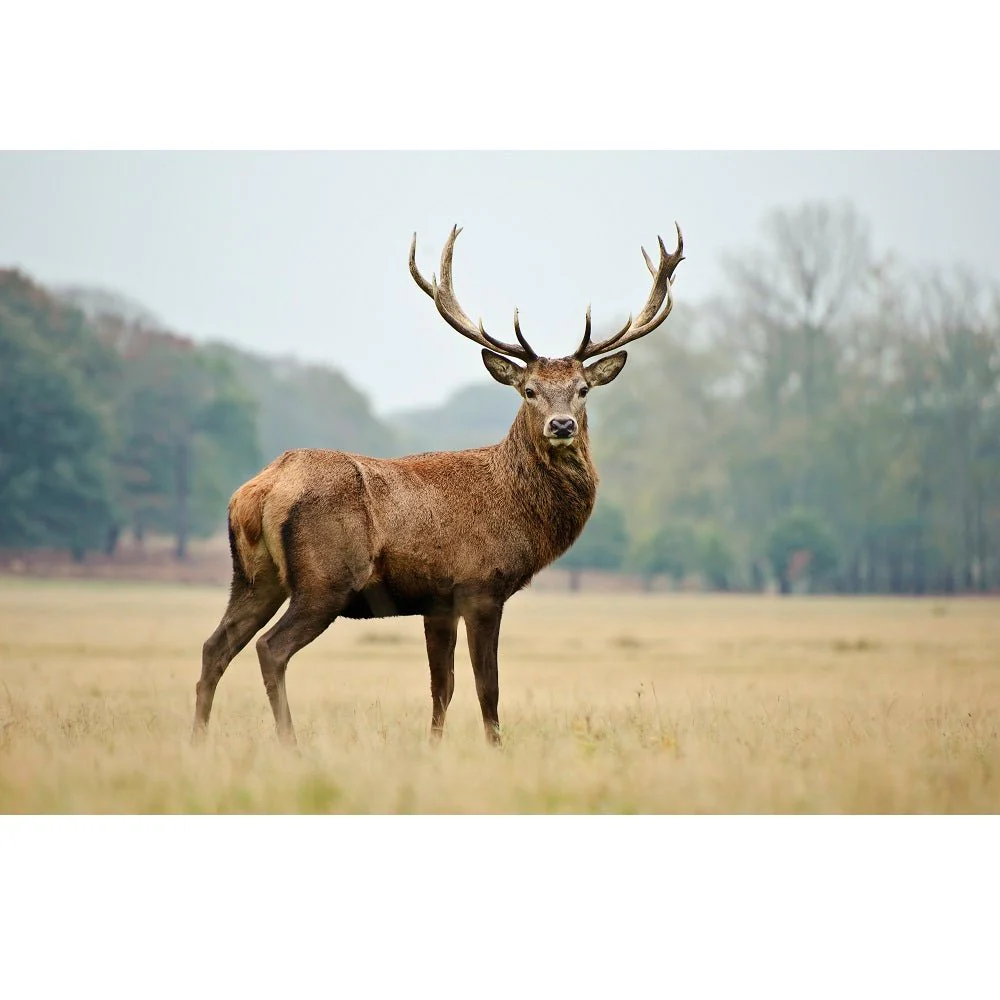 Realistic Red Deer Fabric Panel