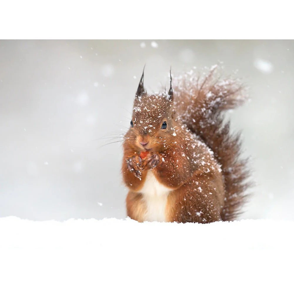 Realistic Red Squirrel in Winter Fabric Panel