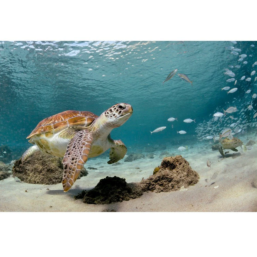 Realistic Sea Turtle with Fish Fabric Panel