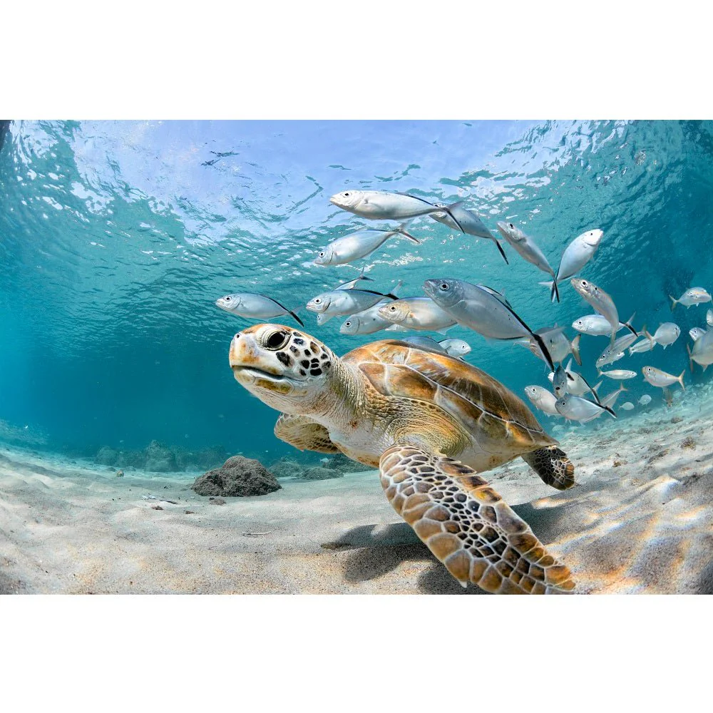 Realistic Sea Turtle with School of Fish Fabric Panel