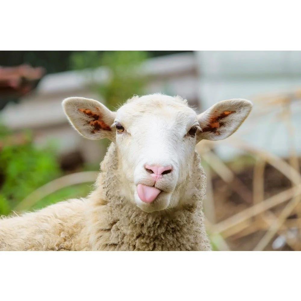 Realistic Sheep Showing Tongue Portrait Fabric Panel