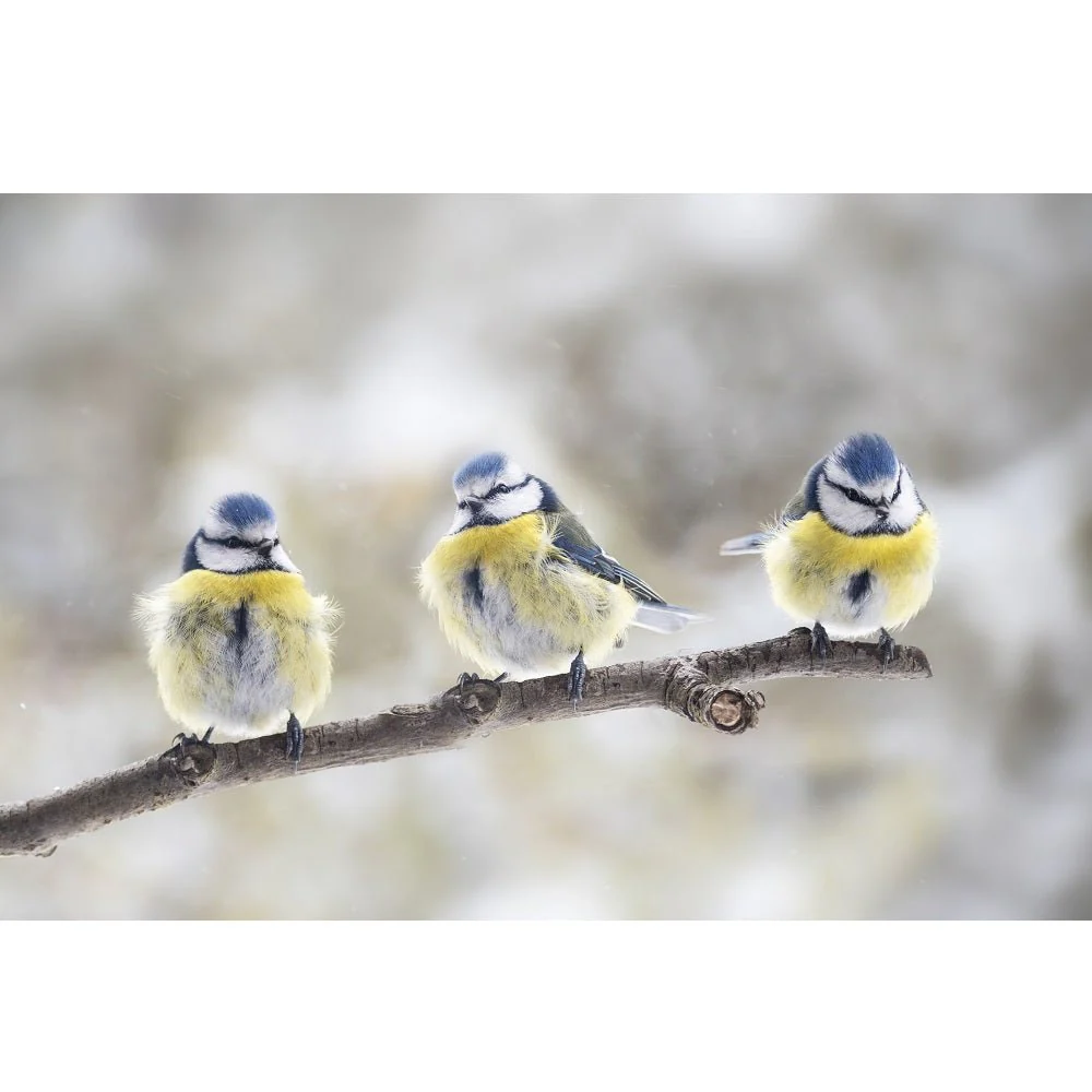 Realistic Three Blue Tits in Tree Fabric Panel