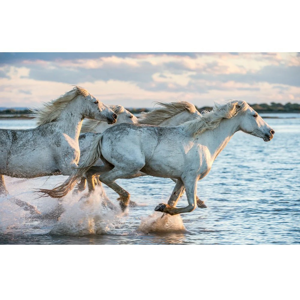 Realistic White Camargue Horses Fabric Panel