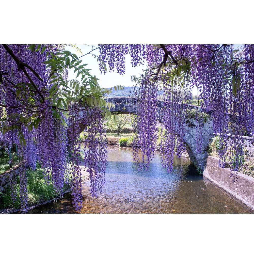 Realistic Wisteria & Stone Bridge Fabric Panel
