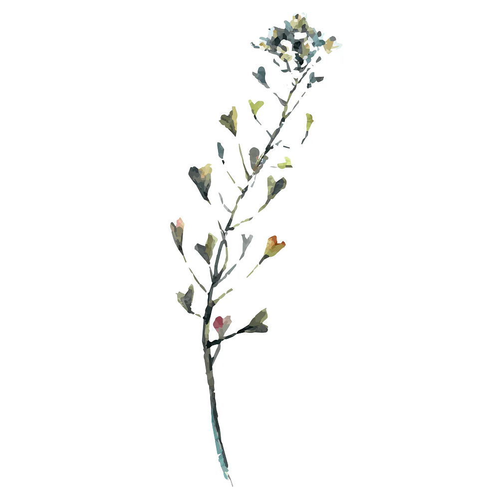 Shepherds Purse Fabric Panel