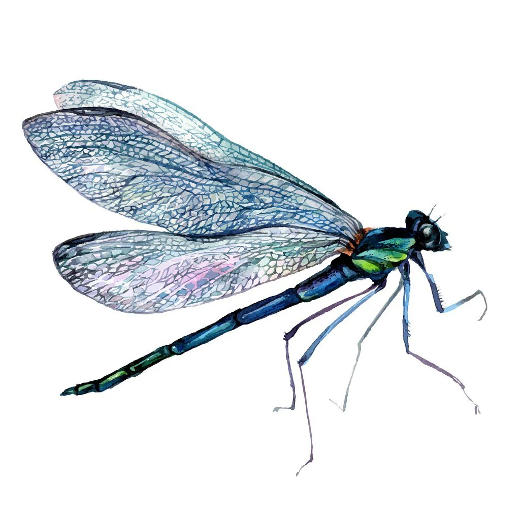 Watercolor Dragonfly Fabric Panel - White