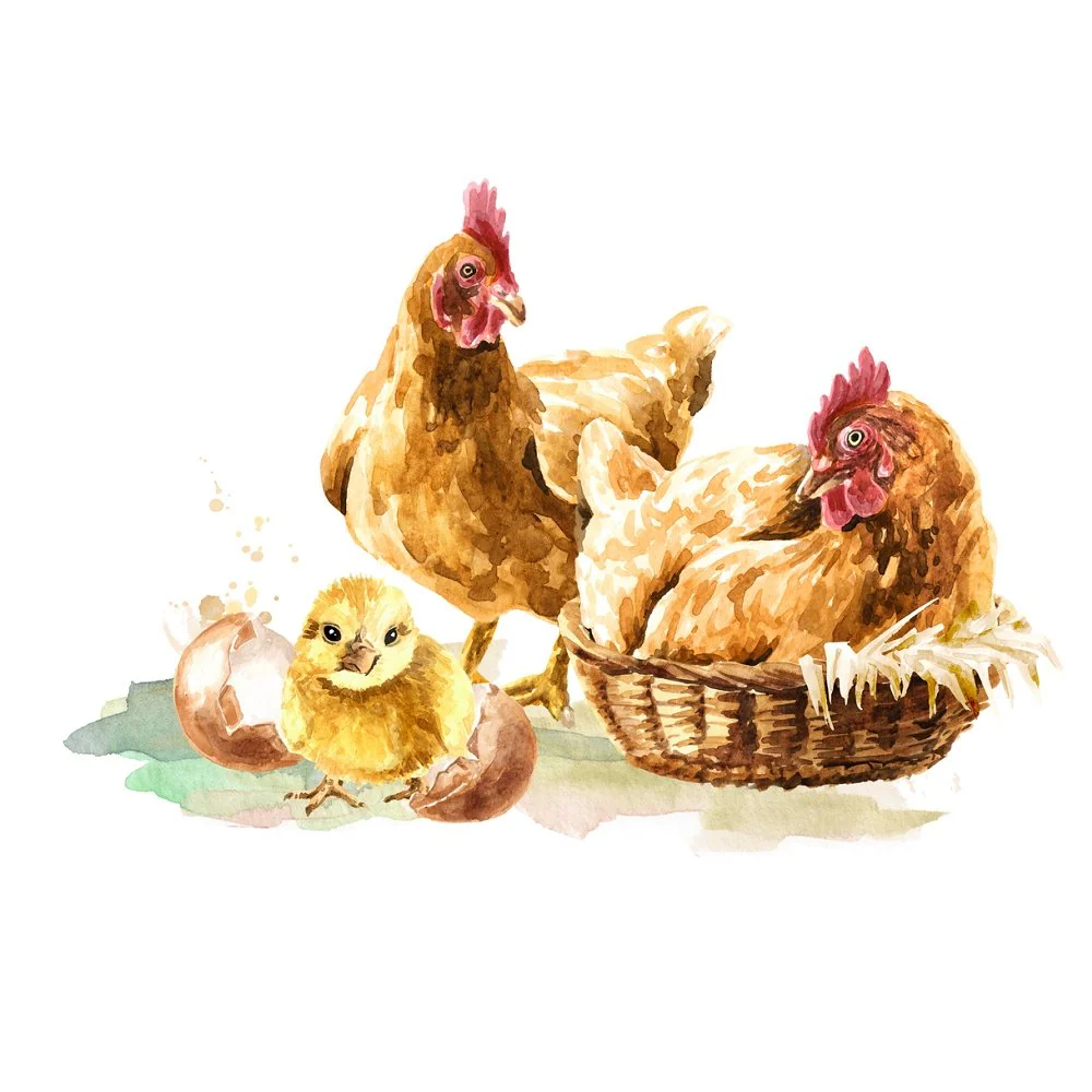 Watercolor Hens & Hatchlings Fabric Panel
