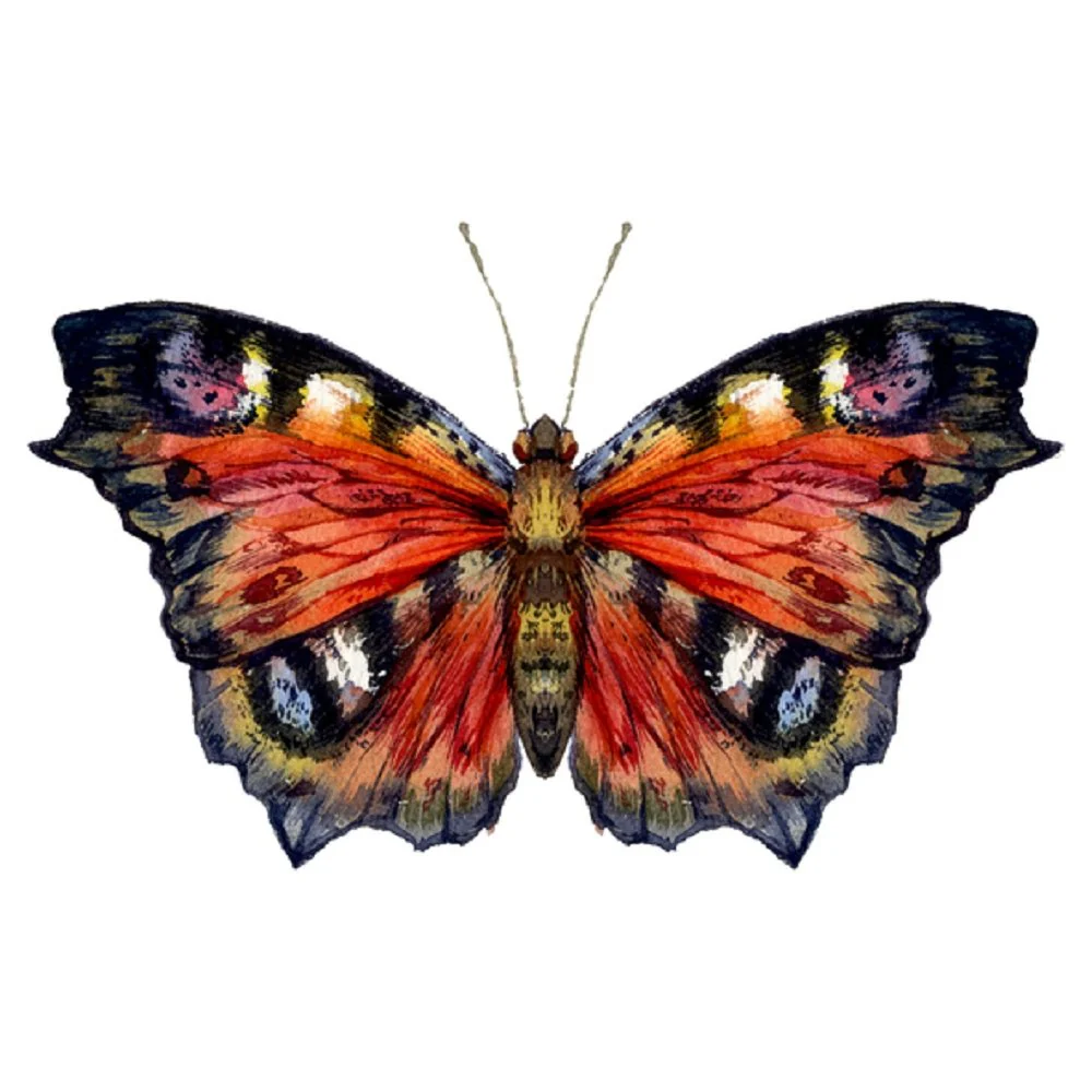 Watercolor Peacock Butterfly Fabric Panel - Red