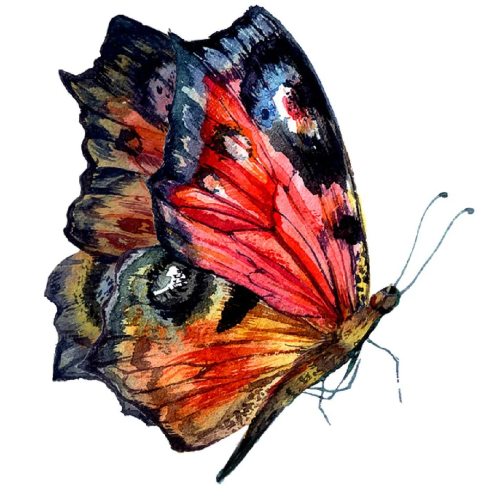 Watercolor Peacock Butterfly Fabric Panel - White