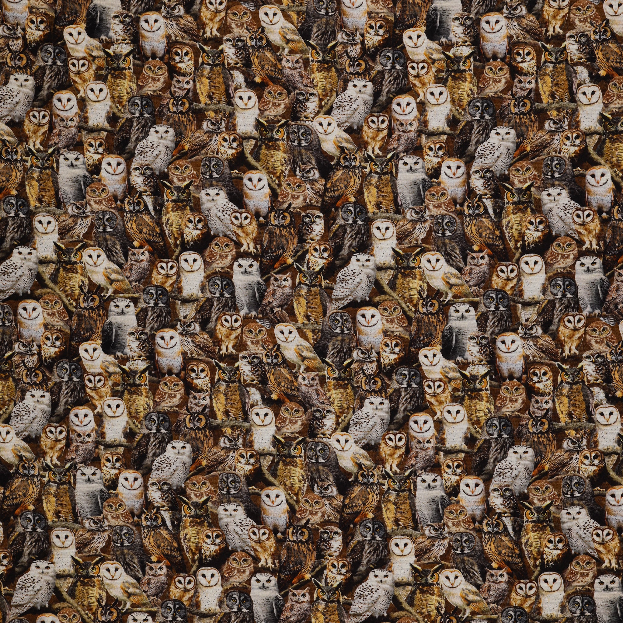Wild Kingdom Fabric Collection - Observant Owls